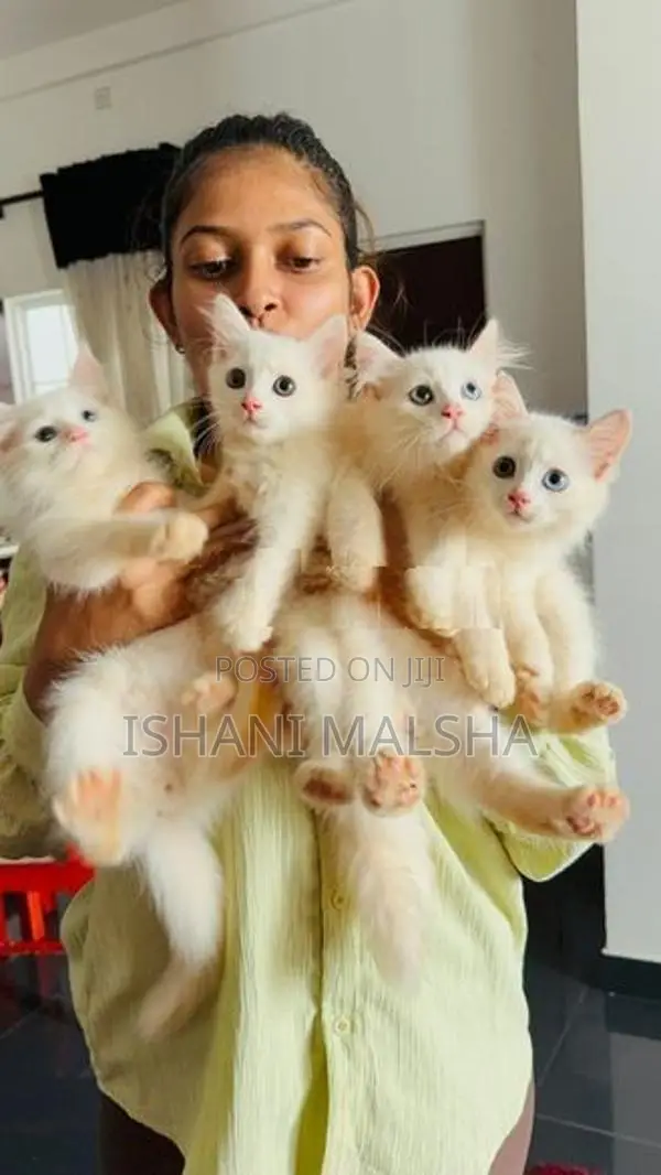Persian Kitten
