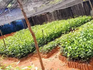 තේ පැළ