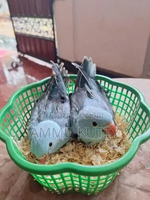 Blue Ring Neck Birds