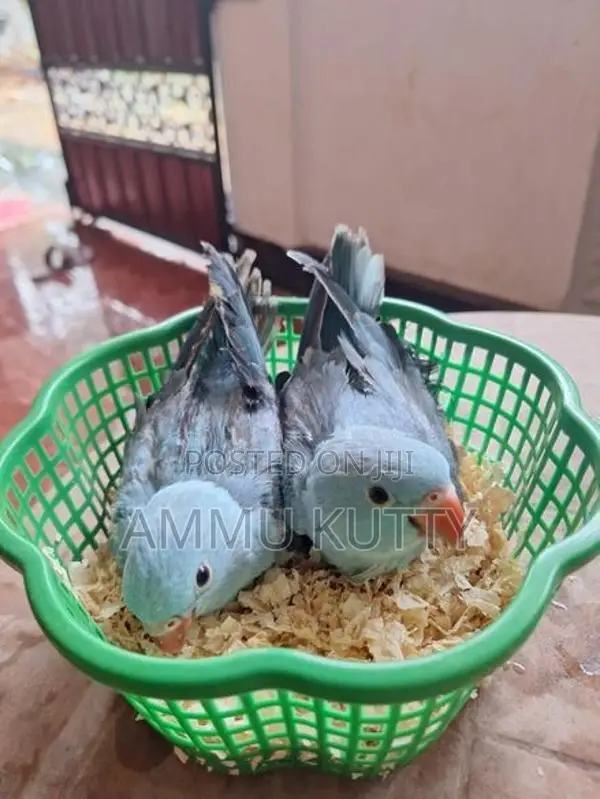 Blue Ring Neck Birds