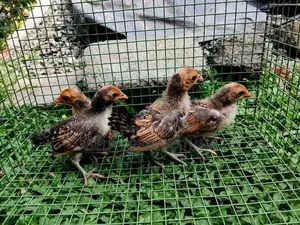 Gold Serbright Chicks