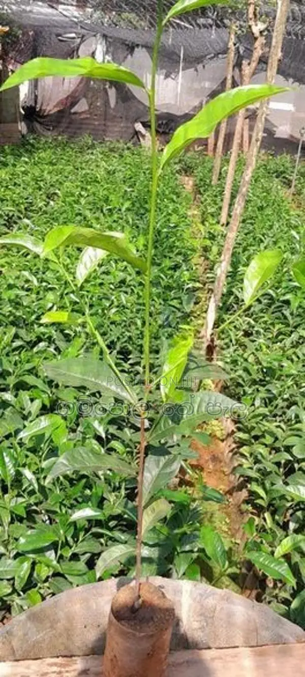 තේ පැළ