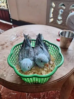 Blue Ring Neck Birds