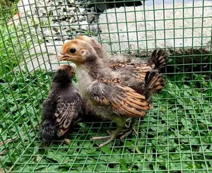 Gold Serbright Chicks