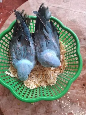 Blue Ring Neck Birds