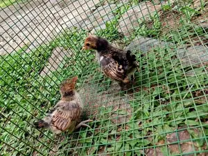 Gold Serbright Chicks
