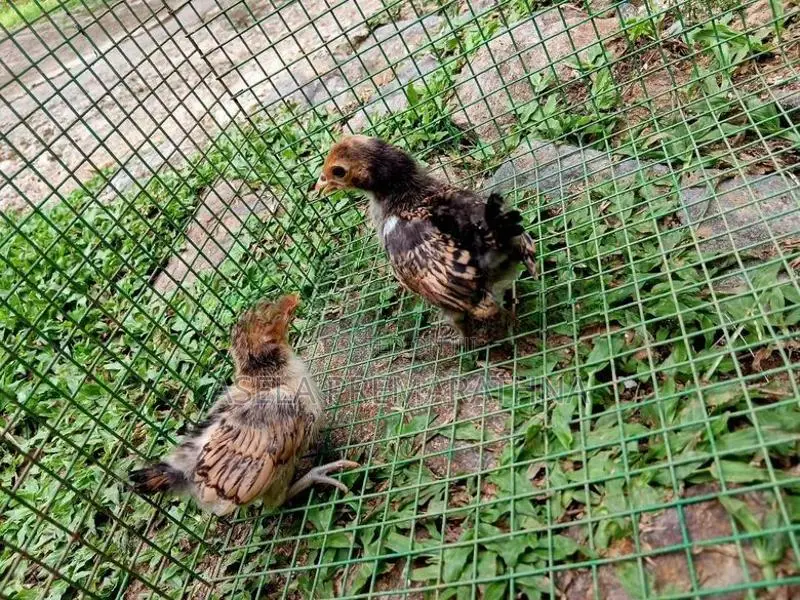 Gold Serbright Chicks