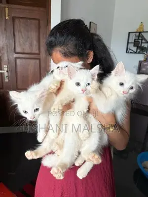 Persian Kitten