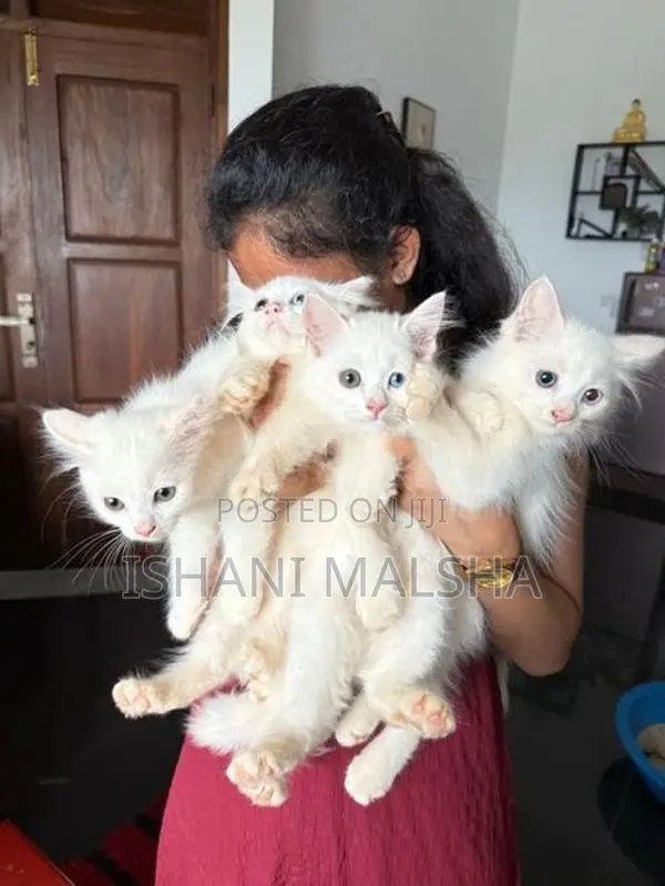Persian Kitten