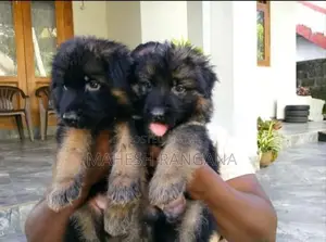 German Shepherd Puppy