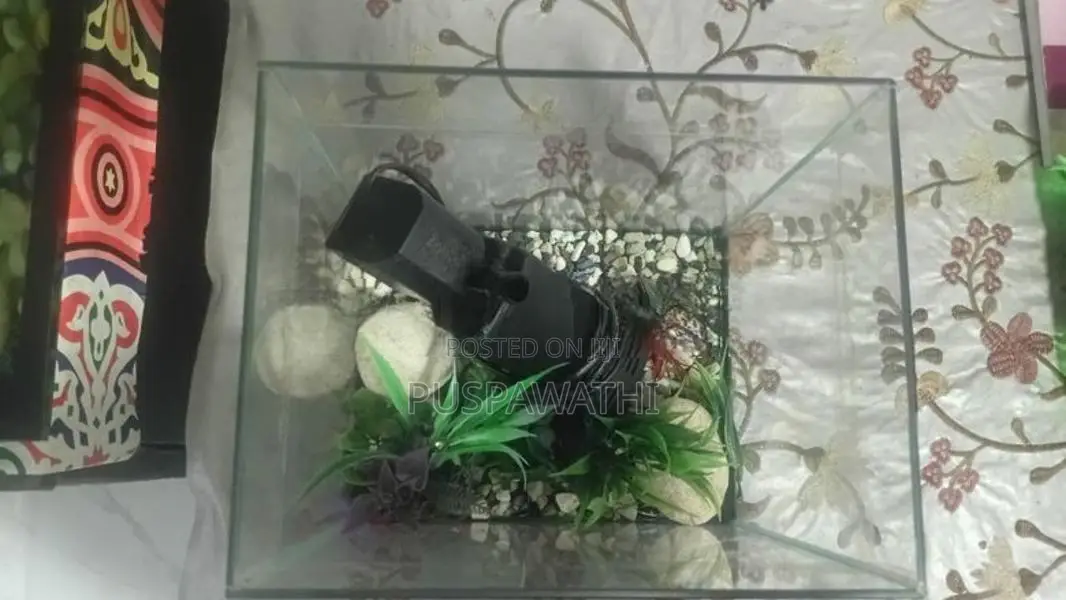 Fish Tank with Filter