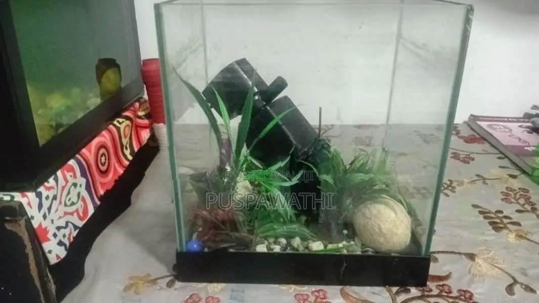 Fish Tank with Filter
