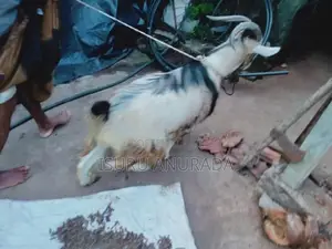 Alpine Goats