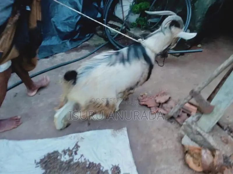 Alpine Goats