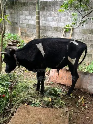 Farm Cow