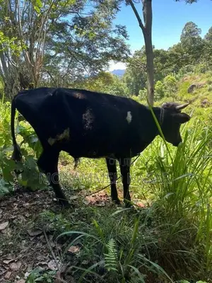 Male Cow