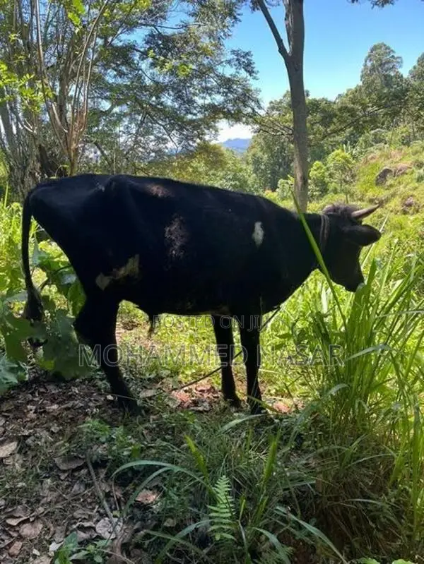 Male Cow