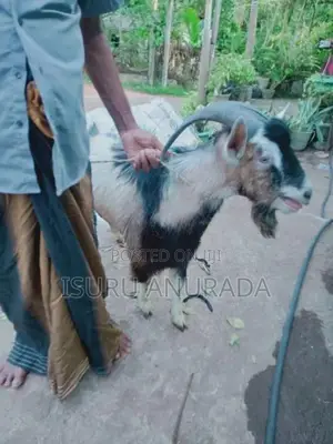 Alpine Goats