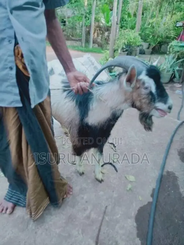 Alpine Goats