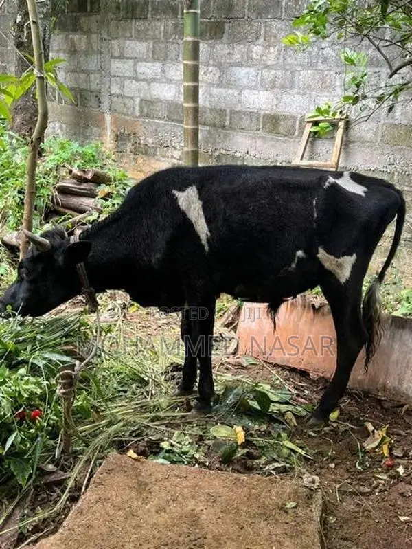 Farm Cow