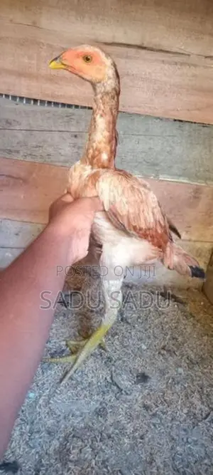 Kukulan