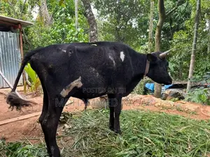 Male Cow