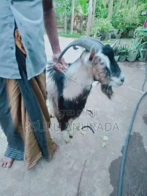 Alpine Goats