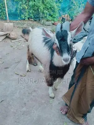 Alpine Goats