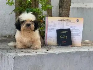 Shih Tzu dog