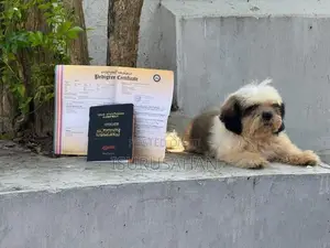 Shih Tzu dog