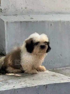 Shih Tzu dog
