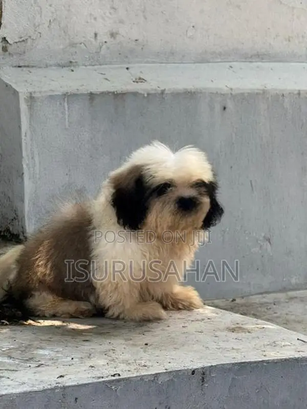 Shih Tzu dog