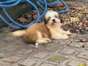Shih Tzu dog