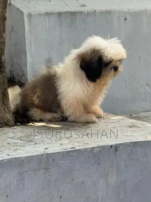 Shih Tzu dog