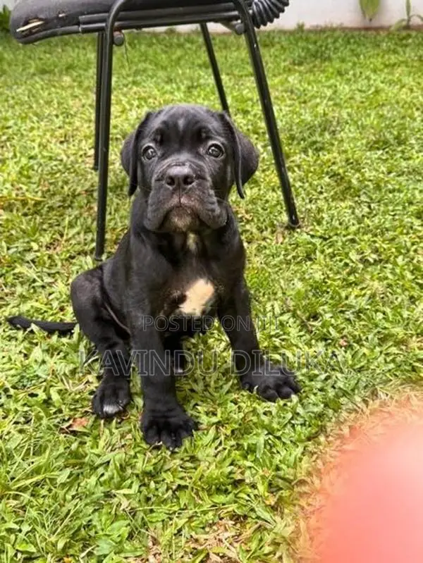 Cane Corso Puppy