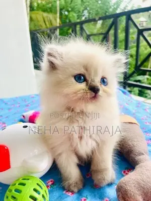 HImalayan Cat