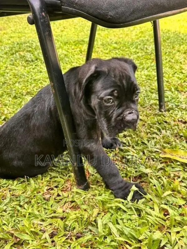 Cane Corso Puppy