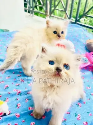 HImalayan Cat
