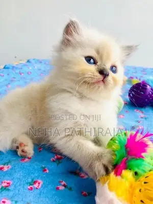 HImalayan Cat