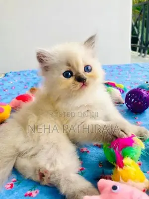 HImalayan Cat