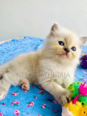 HImalayan Cat