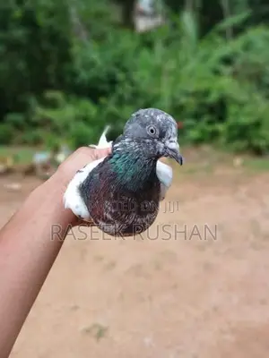 Pigeons