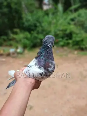 Pigeons