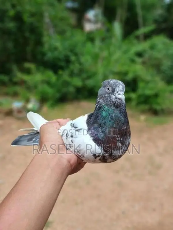 Pigeons
