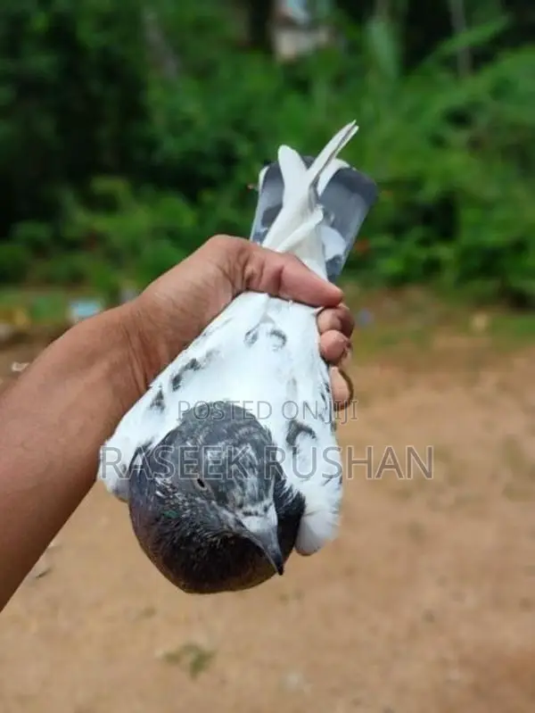 Pigeons