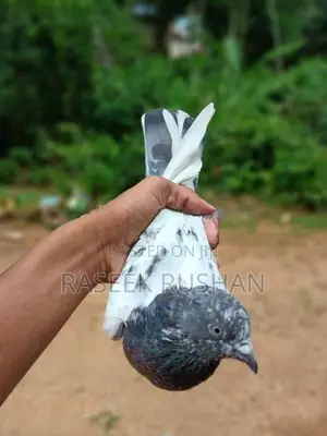 Pigeons
