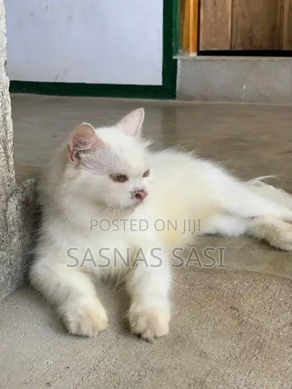 Persian Cat