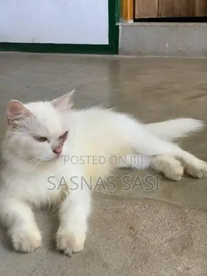 Persian Cat
