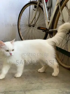 Persian Cat