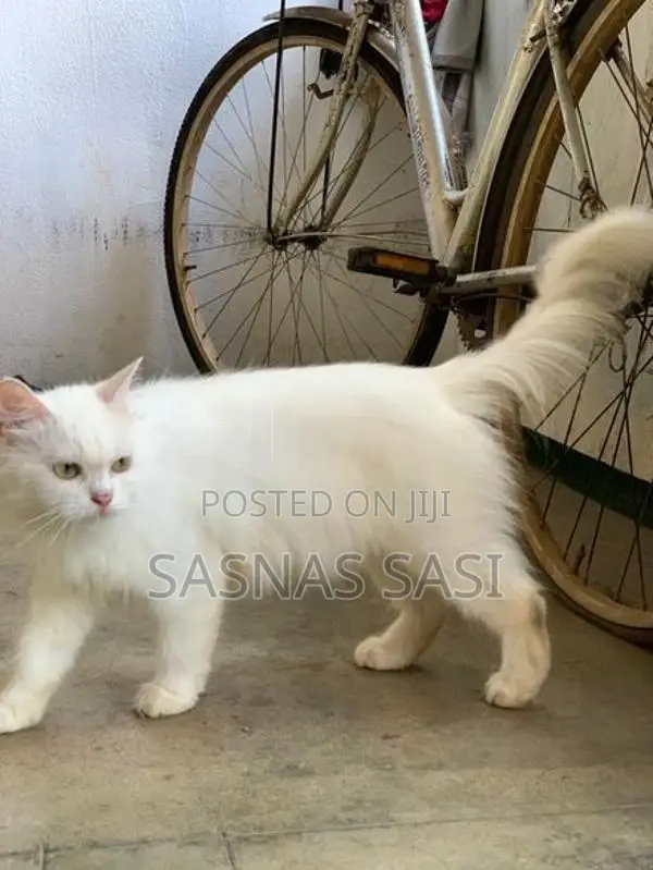 Persian Cat